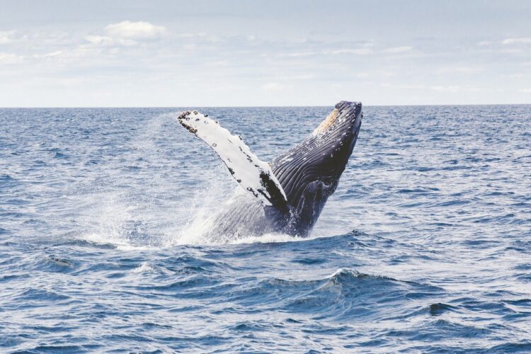 鯨はプラスチックごみを食べてもうんことして排出しているのか シロ ログ